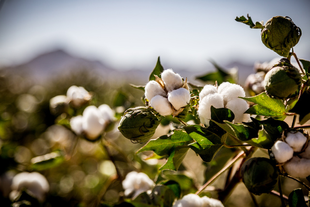 Cotton with mountains in the background