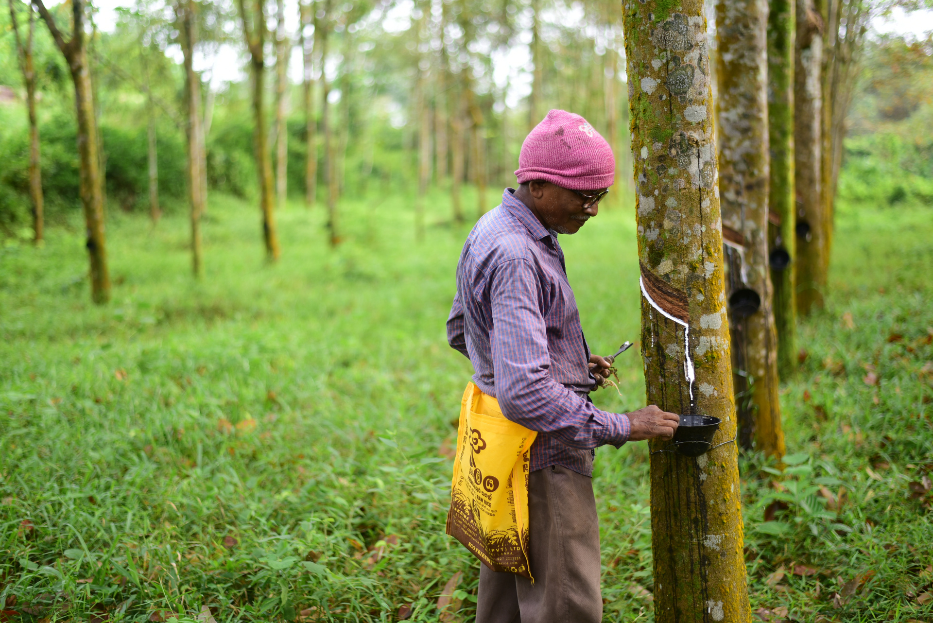 How is Natural Latex Harvested?