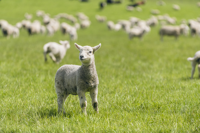 Sheep in a New Zealand Field